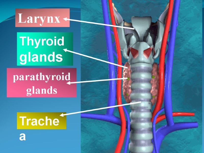 parathyroid         glands  Thyroid glands Trachea